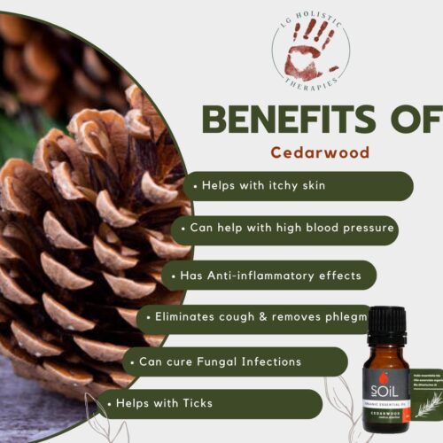 Cedarwood Essential Oil 10ml - Image 2